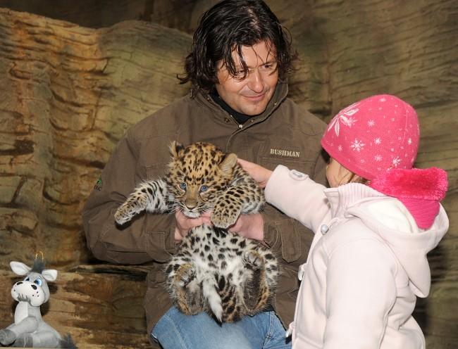 Levhart mandžuský je nejvzácnějším z elkem dvaceti dvou poddruhů levharta. Zoo Olomouc chová tyto vzácné kočkovité šelmy od roku 2001. 13.