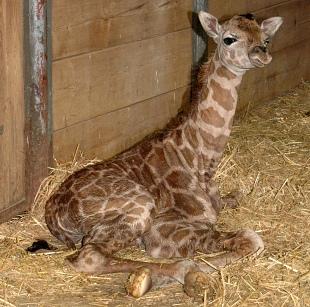 svět osmiletá samice Izy mládě, samečka. Otcem je, tak jako u jejího prvního potomka, samec Edward narozený v roce 2001 v pražské zoo.