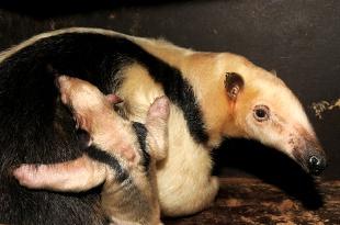 V neděli 7. listopadu se v olomoucké zoo narodilo již třetí mládě mravenečníka čtyřprstého. Malou samičku zatím matka pečlivě střeží v porodním boxu a opouští ji pouze na krmení.