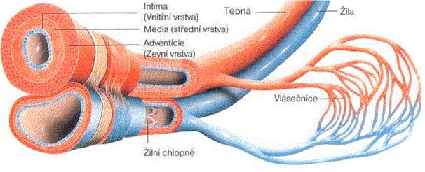 arterií tunica media. Obdobně jako arterie, dělíme i vény podle průměru na venuly a malé, střední a velké vény (2). Venuly mají průměr 0,2-1mm.