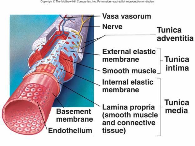 2 ANATOMICKÁ STAVBA CÉV Oběhová soustava tvoří uzavřený systém trubic, jehož úkolem je transport kyslíku, živin, odpadních a dalších látek.