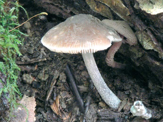 Štítovka Thomsonova Pluteus thomsonii. Brno, přírodní park Baba, lískový porost s dubem a lípou, 30. 8. 2014 leg. H. Ševčíková et J. Hrabáková, det. H. Ševčíková (BRNM 766774). Foto H. Ševčíková. pinami.