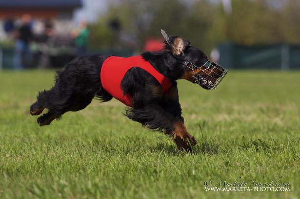 Coursing lze brát jako rekreační záležitost i vrcholný profesionální sport, jako jednu z alternativ spokojeného psího soužití.