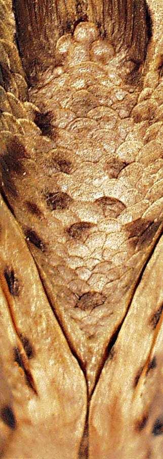 managuensis - hrudník ventrálně hrudník ventrálně hrudních