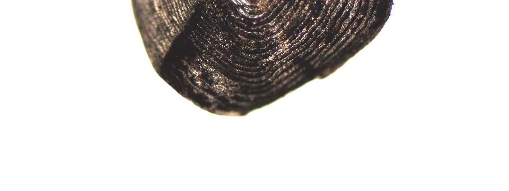 Thorichthys callolepis, Thorichthys ellioti), které
