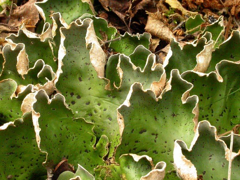 Peltigera aphthosa hávnatka bradavičnatá (trvalý preparát, herbářová položka) bradavičnatá cefalodia na povrchu stélky s druhým symbiontem (Nostoc) Živě jablkově zelené zbarvení stélky tohoto druhu