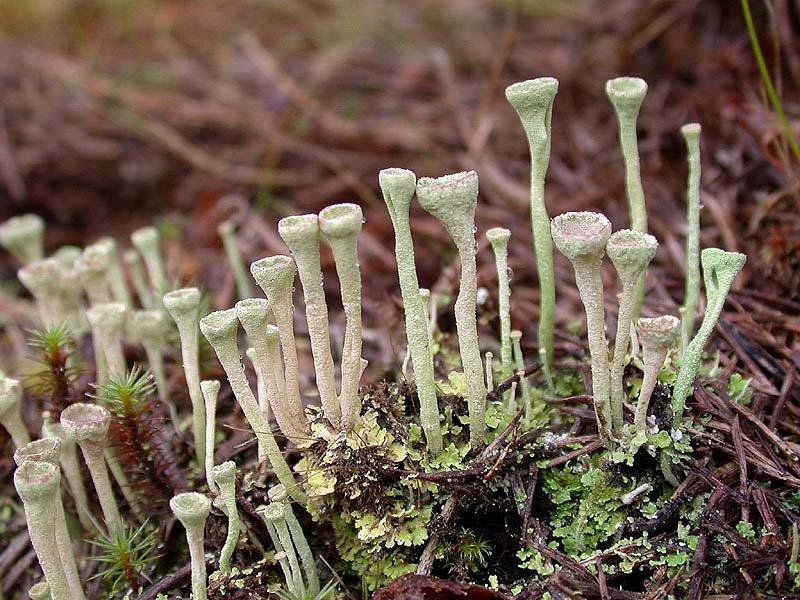 Cladonia fimbriata dutohlávka třásnitá Podrod Cladonia je charakterizován tzv. dimorfickou stélkou; vyvíjejí se různě tvarované duté kmínky (podécia) a bazální přízemní šupiny.