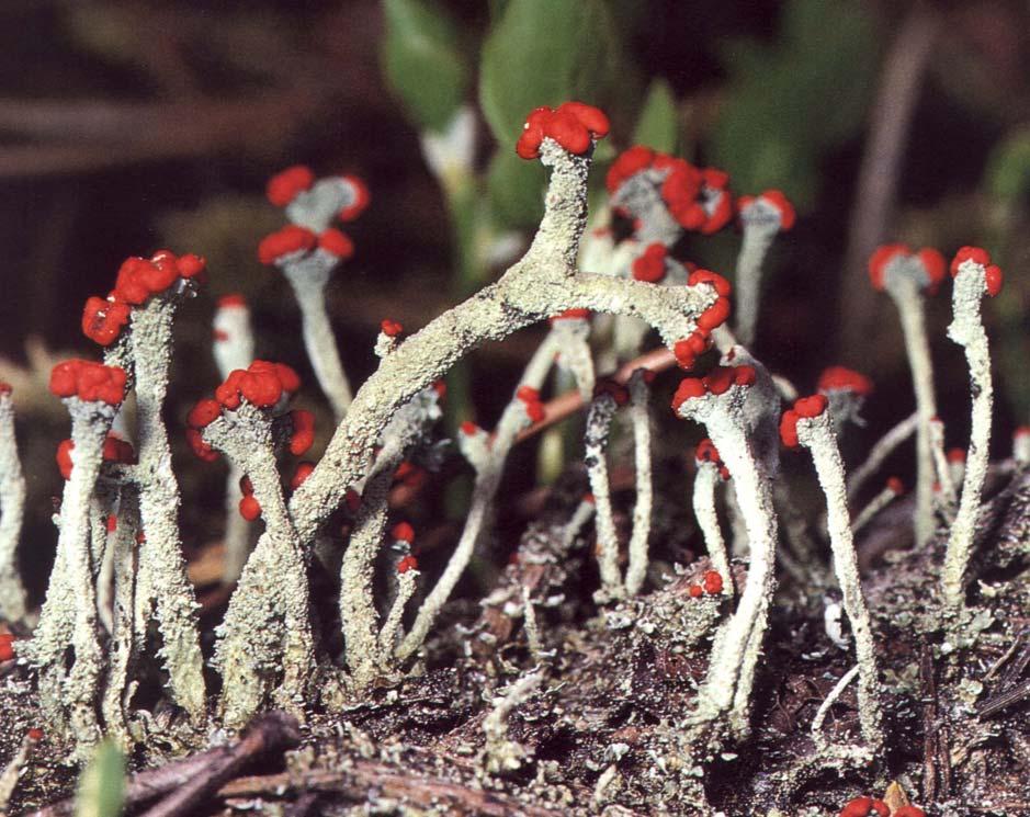 Cladonia macilenta dutohlávka vyzáblá Přízemní šupiny drobné, kmínky (podécia) bez pohárků, na vrcholku s nápadnými, šarlatově červenými apothecii.