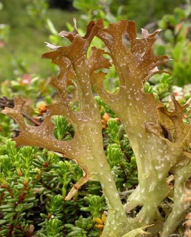 Cetraria islandica - pukléřka islandská Na keříčkovité stélce možno pozorovat podlouhlé