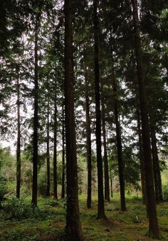 Klasické lesní hospodaření Hospodářské lesy Přírodě