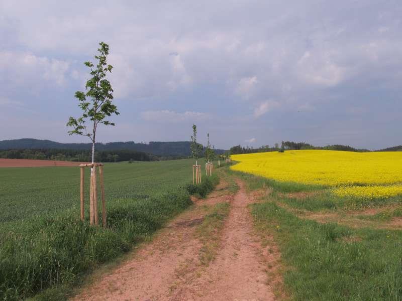 4. Liniové a skupinové výsadby dřevin