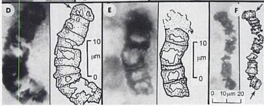 stromatolity