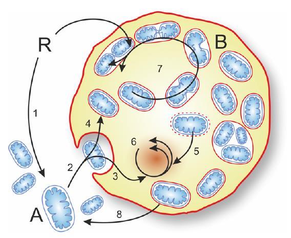 Mitochondriální