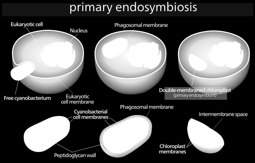 Primární endosymbióza