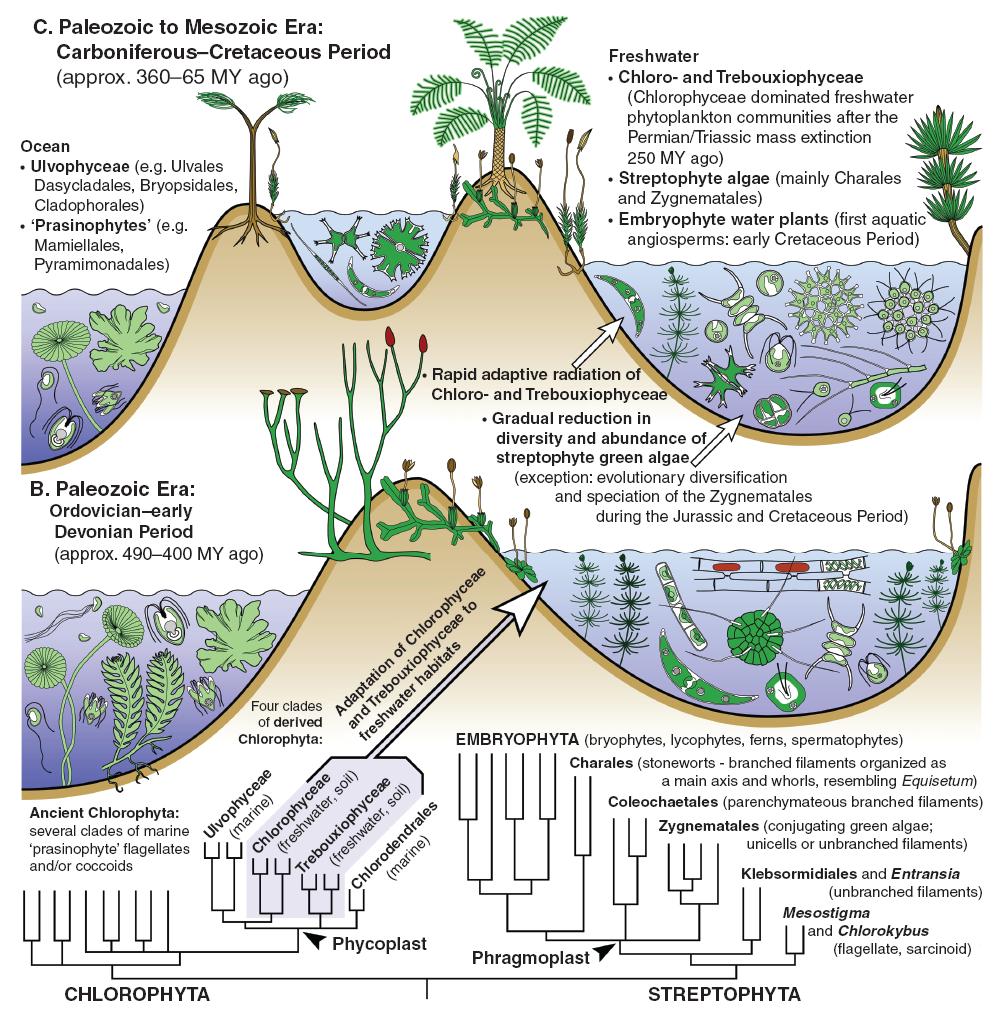 radiace stramenopilů v ordoviku Vývoj vyšších rostlin Chlorofyty