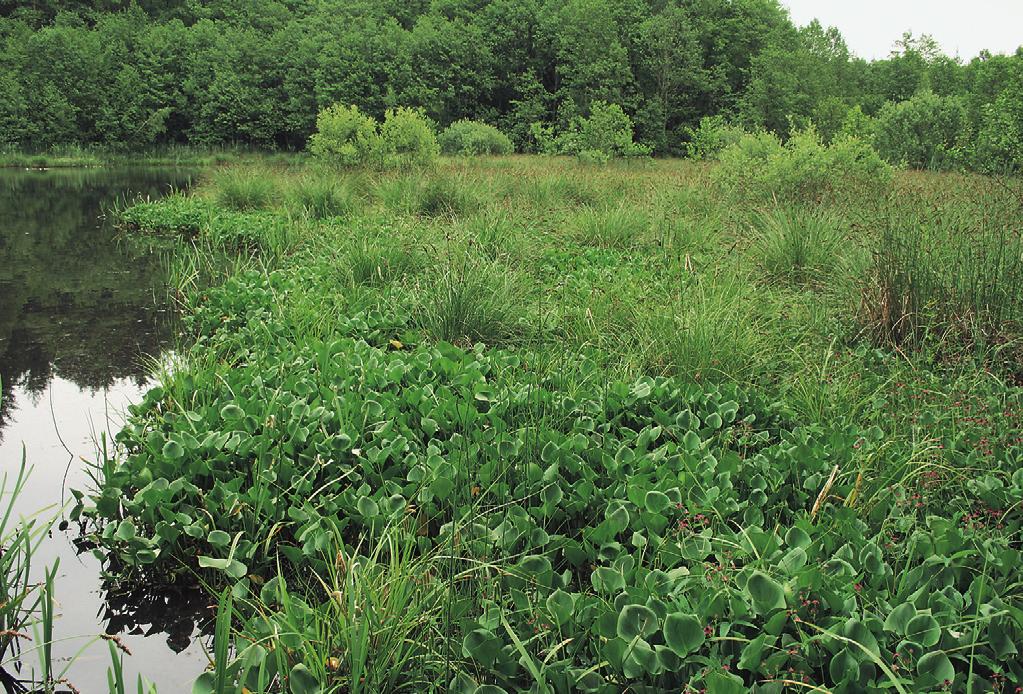 vegetace známa i z polozazemněných okrajů jezer (Kłosowski & Jabłońska 2009).