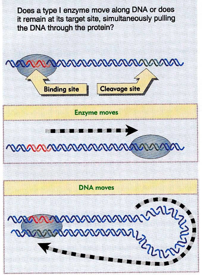 Interakce enzymového komplexu s rozpoznávacím místem 1.