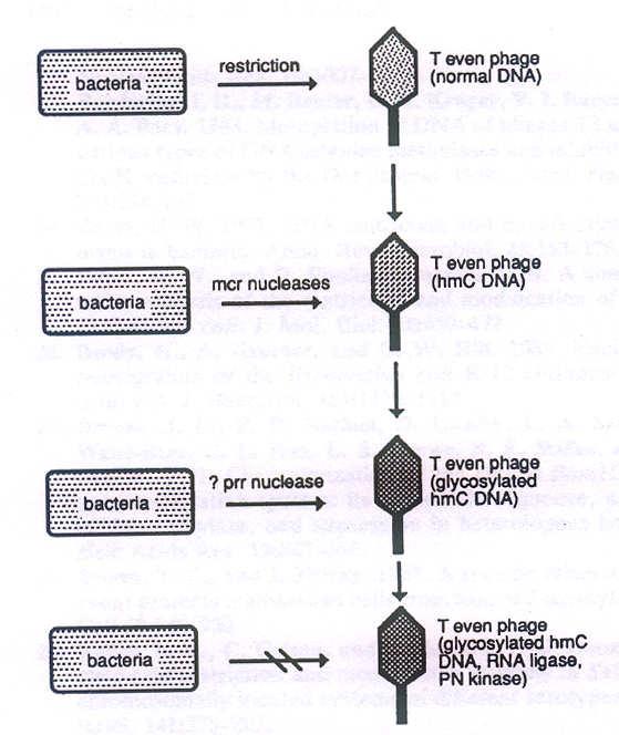 Evoluce interakcí mezi T-sudými fágy a hostiteli 5-hydroxymetylcytosin The prr locus was originally described as coding a ribonuclease that is activated