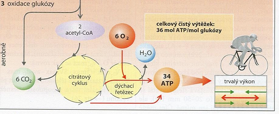 Funkční a metabolická charakteristika Oxidativní způsob nedochází k tvorbě laktátu ( jen minimálně )