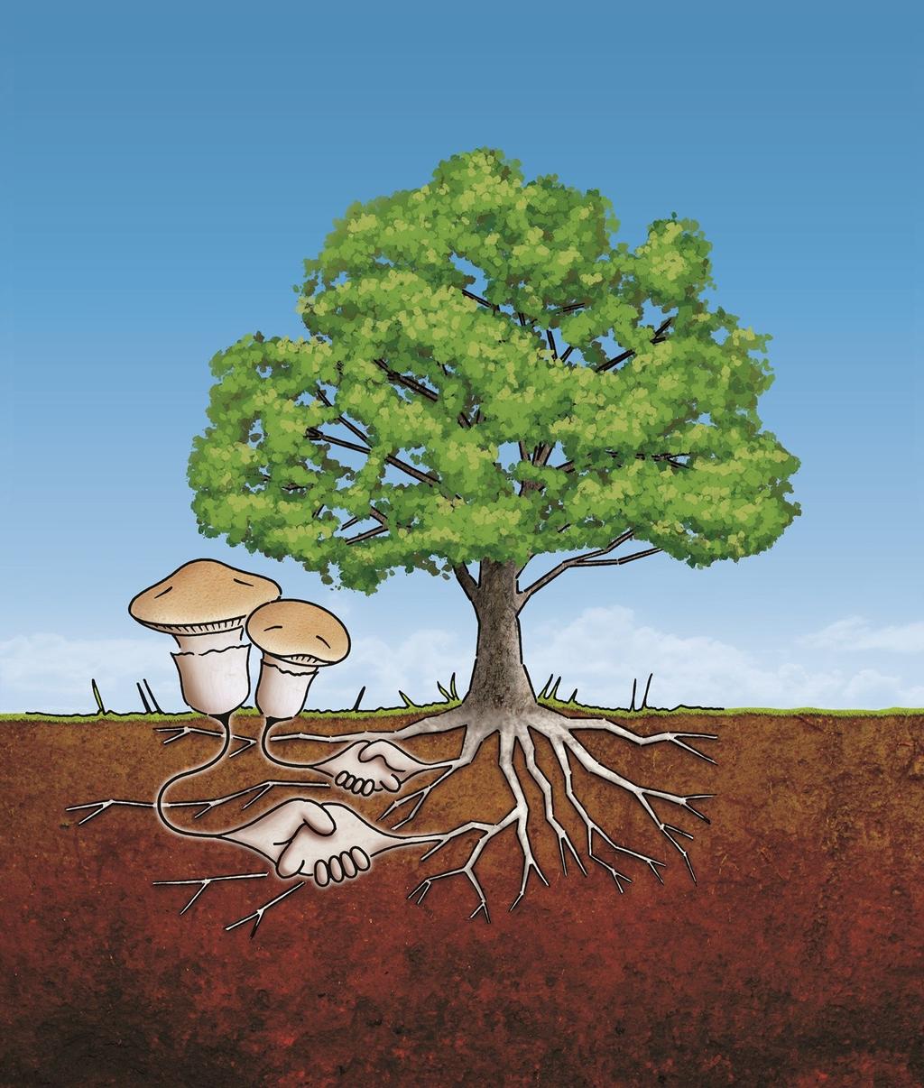 Mykorhizní houby tvoří v půdě síť, propojující různá věková stádia téhož druhu dřeviny i různé druhy dřevin zajišťují dřevině velkou část příjmu prvků, především dusíku a fosforu,