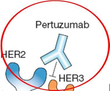 Ovlivnění Her-2