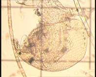 Chlamydomonas, Monoraphidium, Coenococcus, Radiococcus, Oocystis, které