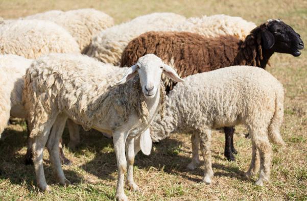 2.2.2 Ovce a kozy U koz nebyly ve svalovině, v játrech a v ledvinách zjištěny žádné nadlimitní hodnoty. V moči koz a v tuku kolem ledvin nebyly zjištěny stopy po nepovolených léčivech.