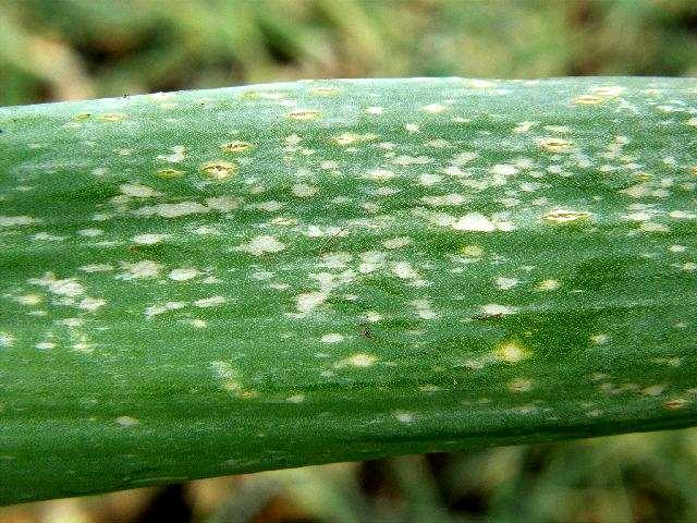 Botrytis squamosa) Ochrana: nepřehoustlé porosty,