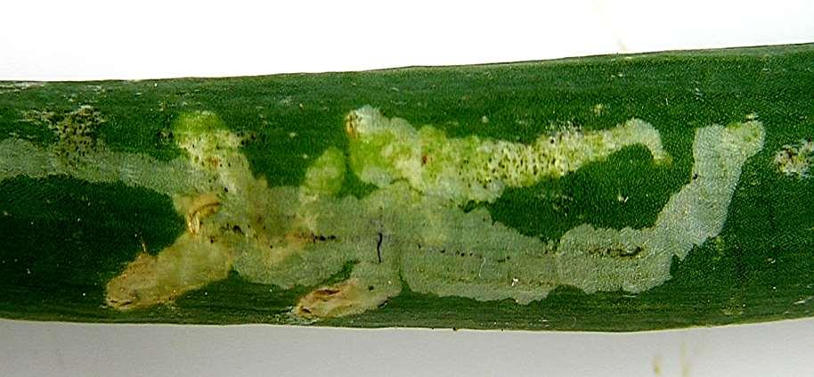 Příčina: hmyz Chromatomyia horticola