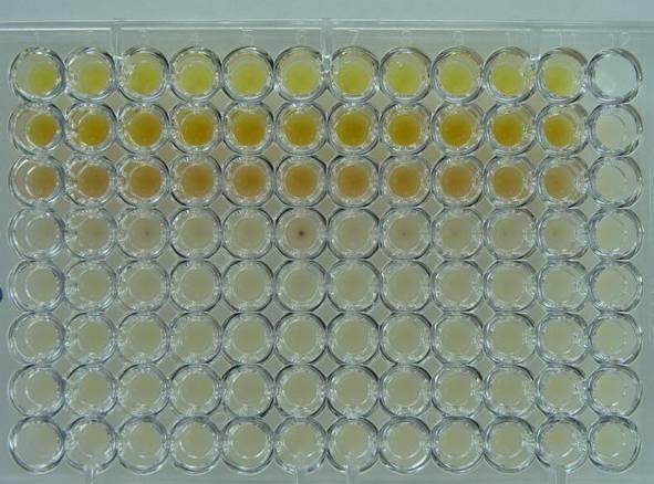 Po kultivaci rezistentních kmenů v MH bujónu s 54 mg/l AgNPs docházelo v mikrotitrační destičce ke změně barvy a vzniku