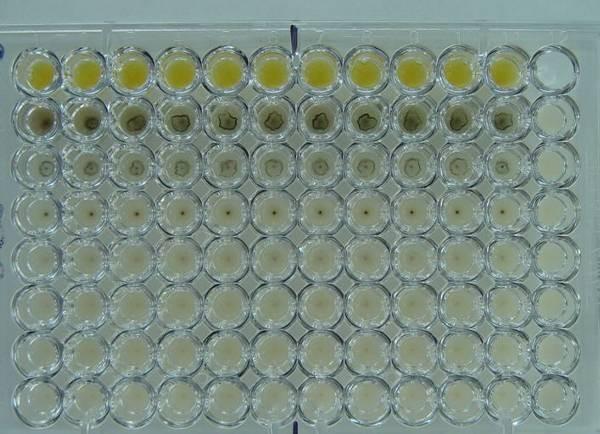 Obrázek 10: Růst citlivé a rezistentní Escherichia coli v MH bujonu s AgNPs A B Mikrotitrační destička po kultivaci citlivého