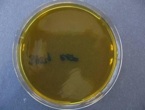 Escherichia coli na MH bez obsahu AgNPs (D), inhibice růstu citlivé