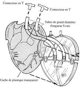 Sestavení žil a tepen Připevněte dvě hadičky o délce 9 cm na dva ventily ve středu srdce. Rám položte na stůl lícem nahoru a protáhněte 2 hadičky plastovým obalem představujícím srdce.