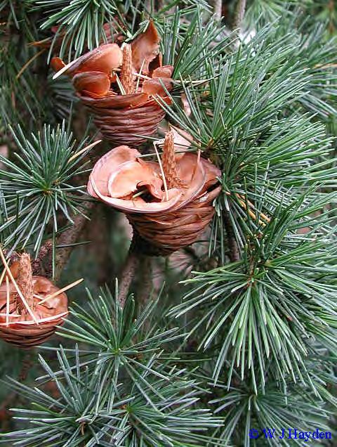 Cedrus Trew cedr 4 druhy Mediterán a Himaláj Šišky středně velké, tvrdé, ale rozpadavé s