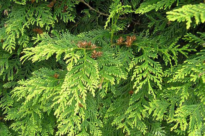 Thuja