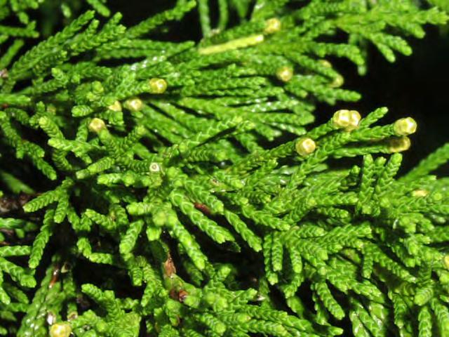 Juniperus