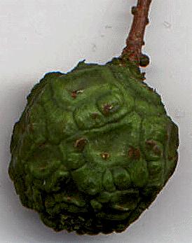 Taxodium