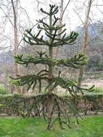 Araucaria