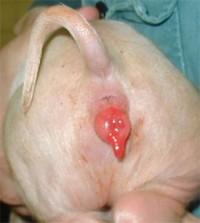 Obrázek 9: Negativní účinek zearalenonu obsaţeném ve šrotu ze sóji 33 Klinickým obrazem je hyperemie a edém rodidel, kalný vaginální výtok, zvětšené prsní ţlázy, hypertrofie prsních bradavek, v