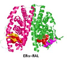 Existují dvě přirozené isoformy estrogenových receptorů označovaných jako ER α a ER β (Obrázek 10 a 11).