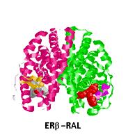 Estrogenní receptor oblast vázající ligand v komplexu s Raloxifenem (RAL) 40 Přestoţe oba tyto receptory mají schopnost vázat estrogeny, stejně tak i jiné agonisty a