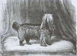 Přerod yorkshirského teriéra z pracovního psa na psa luxusního se udál až koncem19. století. Roku 1886 bylo plemeno zapsáno do chovné knihy.