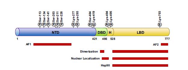 DNA-vazebná doména je nejvíce konzervovanou doménou jaderných receptorů.