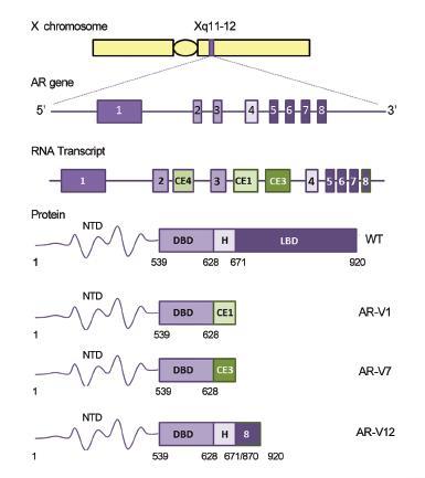 Obr. 5 Umístění a struktura genu pro AR, struktura transkriptu a finálního proteinu (AR se skládá z N domény, DNA-vazebné domény, závěsného regionu a Ligand-vazebné domény.