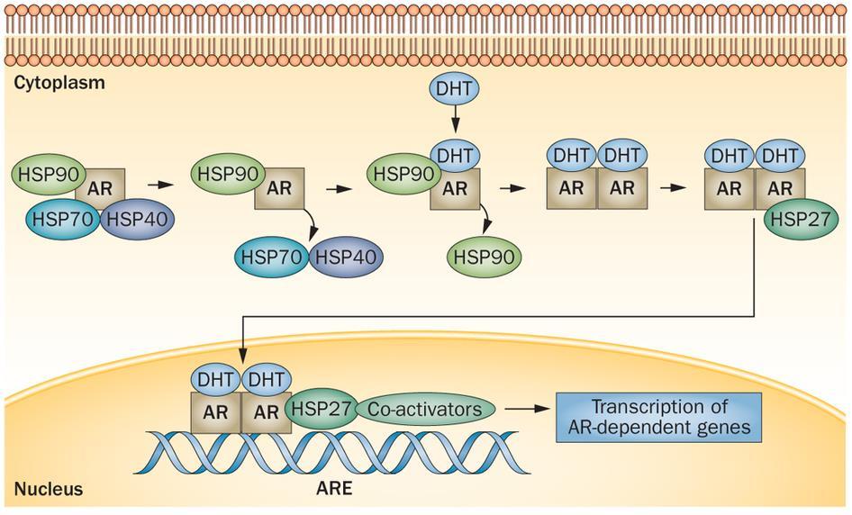 rekrutují koaktivátory aby se rozšířila transkripce a translace cílových genů, proti tomu antagonisté receptoru brání koaktivátorům ve spojování s AR, nebo ponechávají AR v cytoplasmě v inaktivní