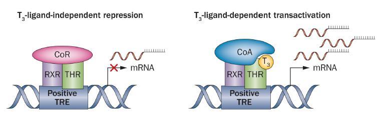 Obr. 8 Model genové regulace thyroidními hormony (V nepřítomnosti T3 je korepresor navázán na heterodimer RXR- THER v místě TRE, čímž je aktivně potlačena exprese cílového genu.