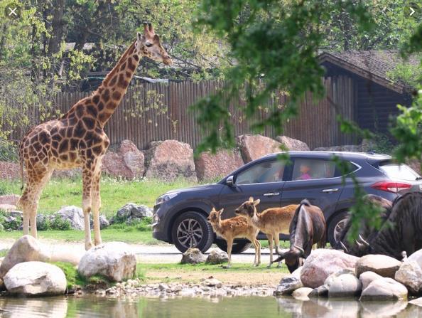 Vtupné: 26 eur, vozíčkář 20 eur ZOO A SAFARI Park natura viva Poloha: Località Quercia, 37012 Bussolengo VR Popis: rozdělen na dvě sekce: Safari a Fauna park, v