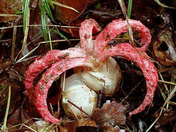 Clathrus ruber (mřížovka červená) nosič mřížovitý,