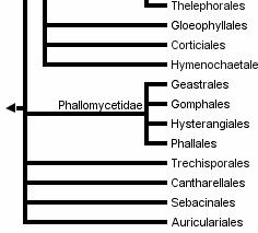 trvale uzavřené plodnice chrupavčitá konzistence typicky přítomen sloupek gleba olivově zelená