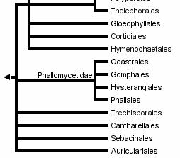 Gomphaceae (stročkovcovité; 13/287) plodnice ramarioidní, klavarioidní až kantareloidní